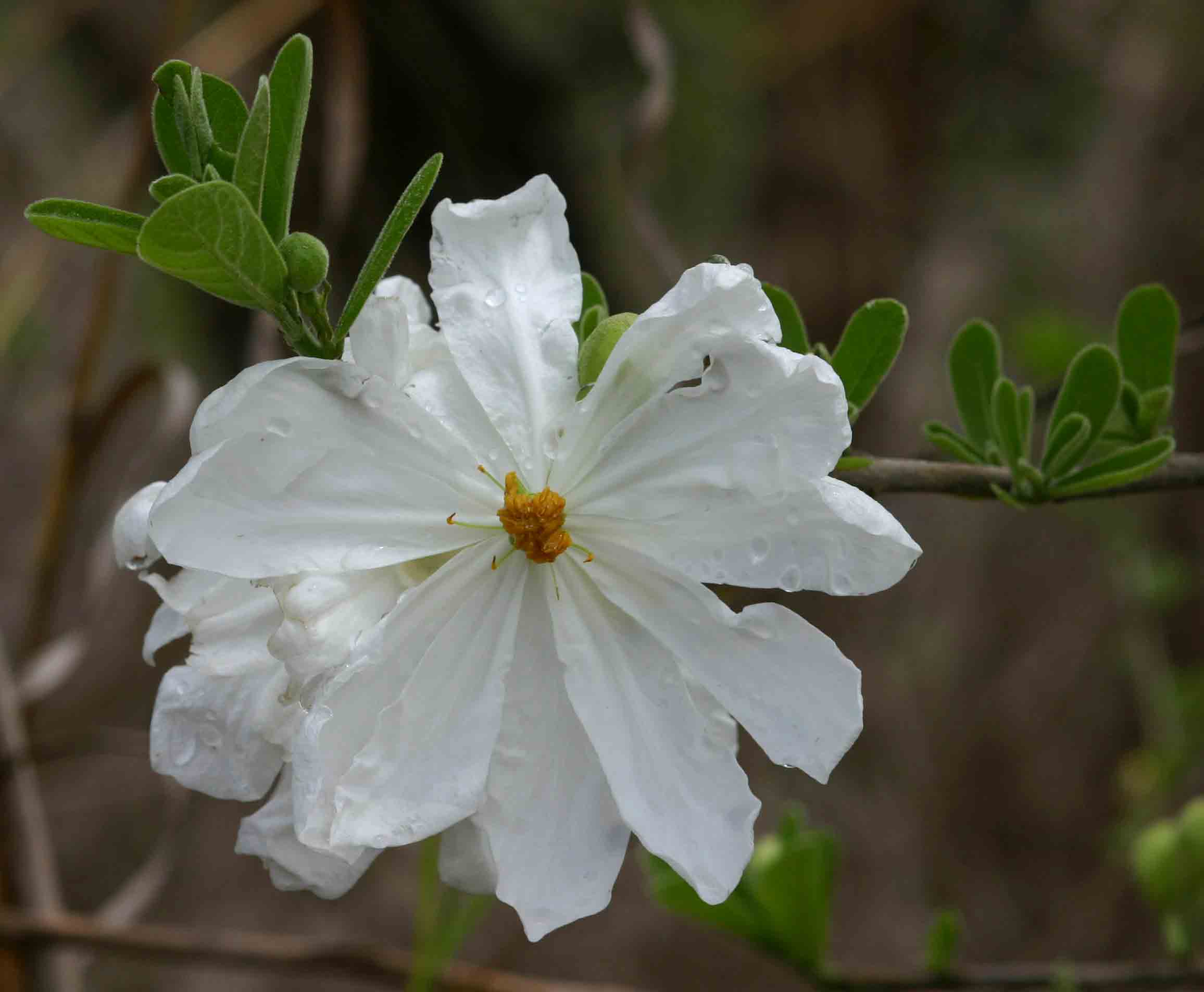 Xylotheca tettensis var. macrophylla