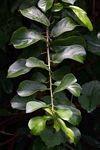 Xylotheca tettensis var. macrophylla