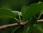 Xylotheca tettensis var. macrophylla