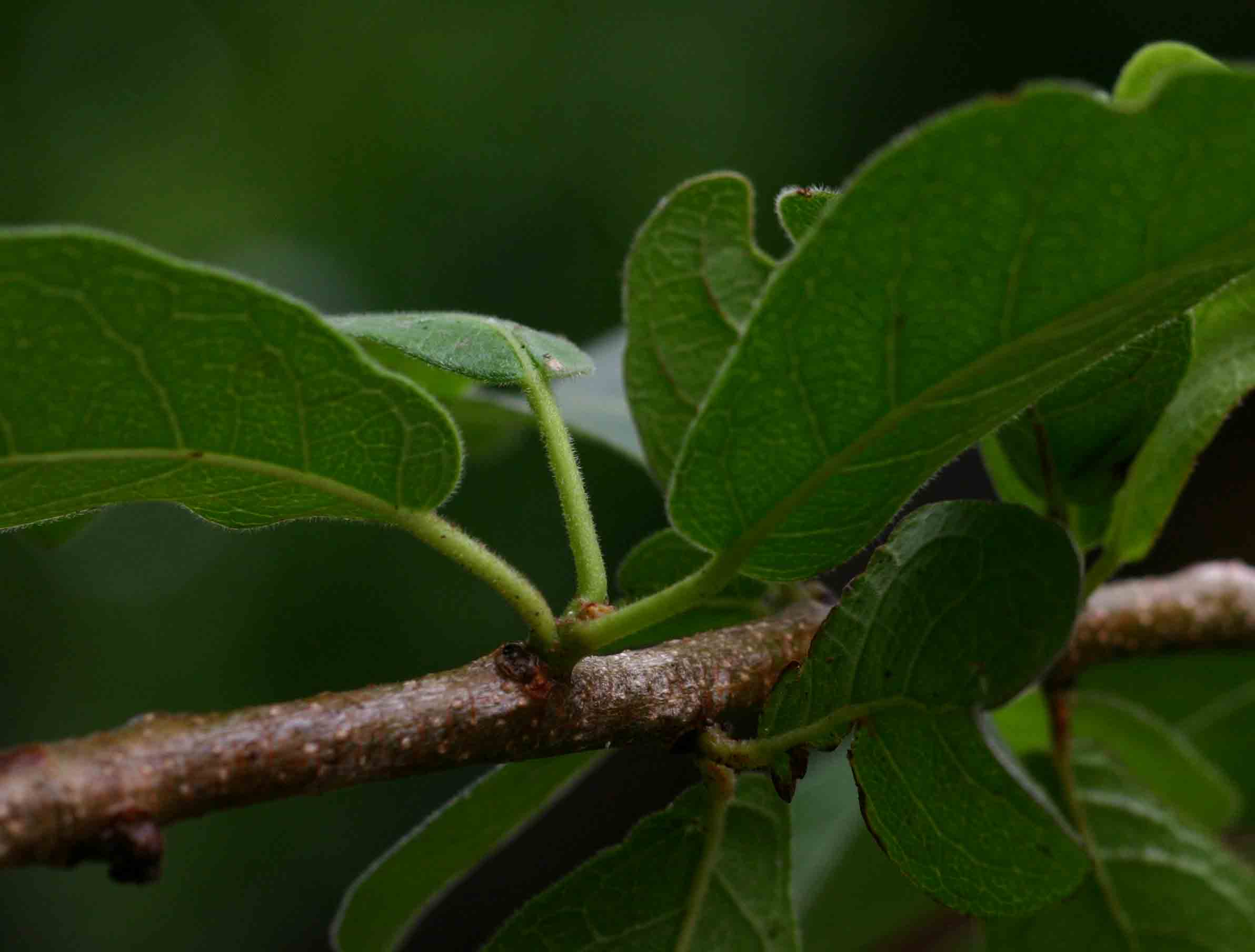 Xylotheca tettensis var. macrophylla