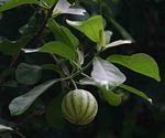 Xylotheca tettensis var. macrophylla