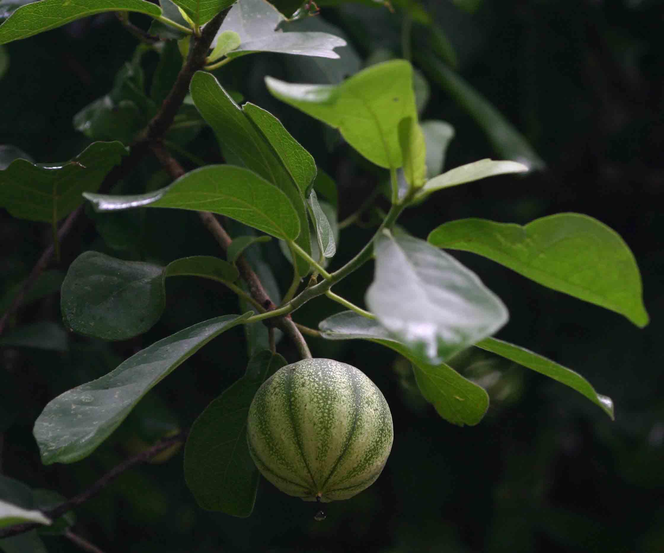 Xylotheca tettensis var. macrophylla