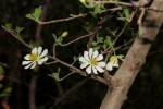 Xylotheca tettensis var. macrophylla