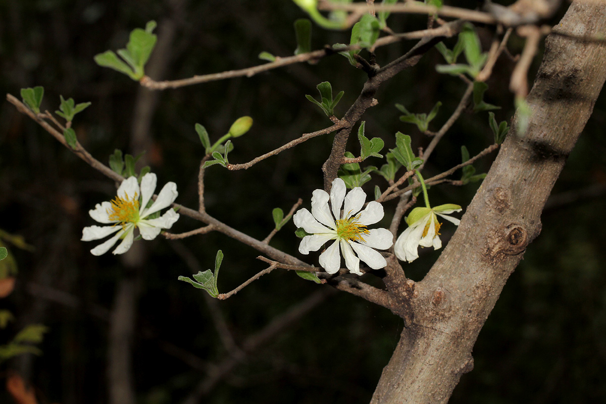 Xylotheca tettensis var. macrophylla