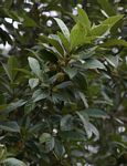 Kiggelaria africana