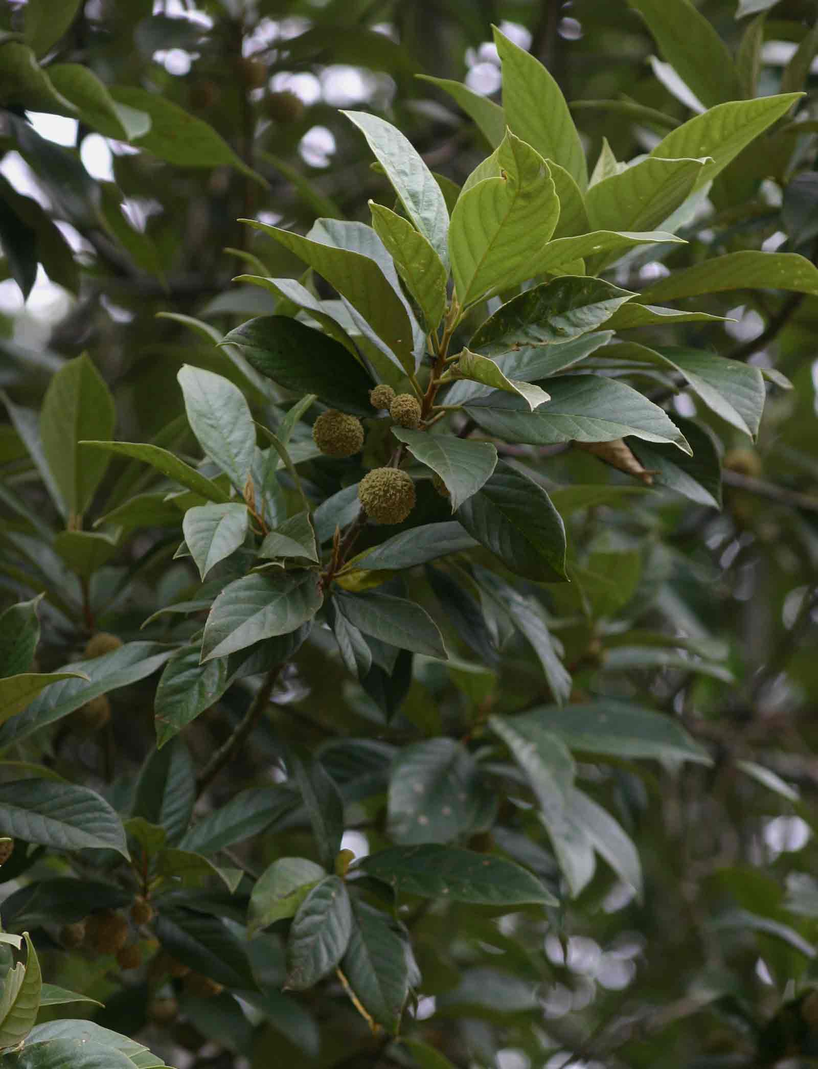 Kiggelaria africana