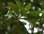 Kiggelaria africana