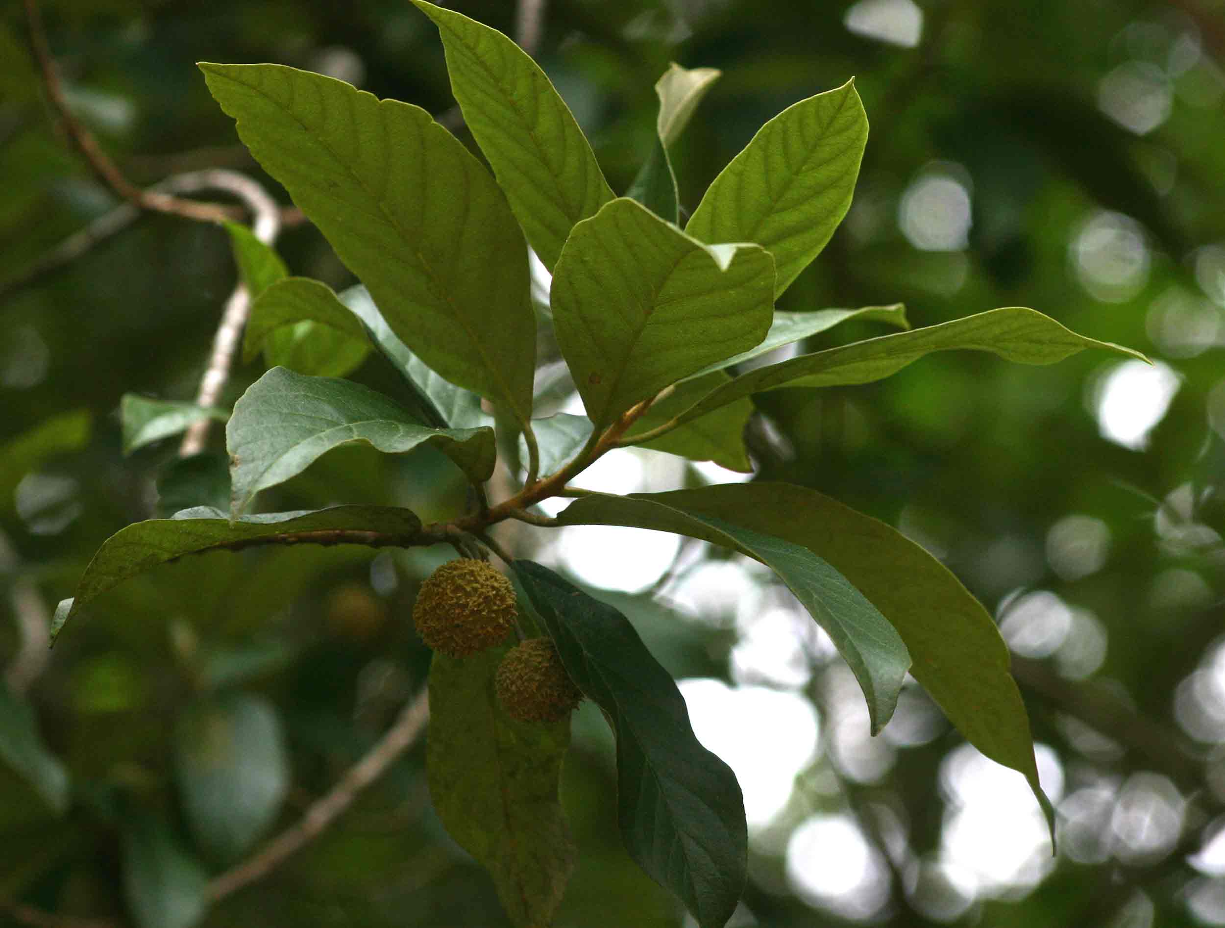 Kiggelaria africana