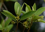 Kiggelaria africana