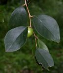 Scolopia stolzii