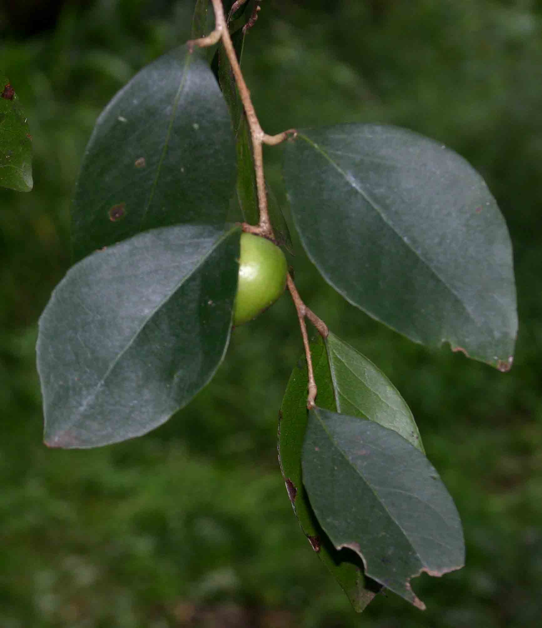 Scolopia stolzii