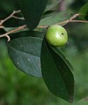Scolopia stolzii
