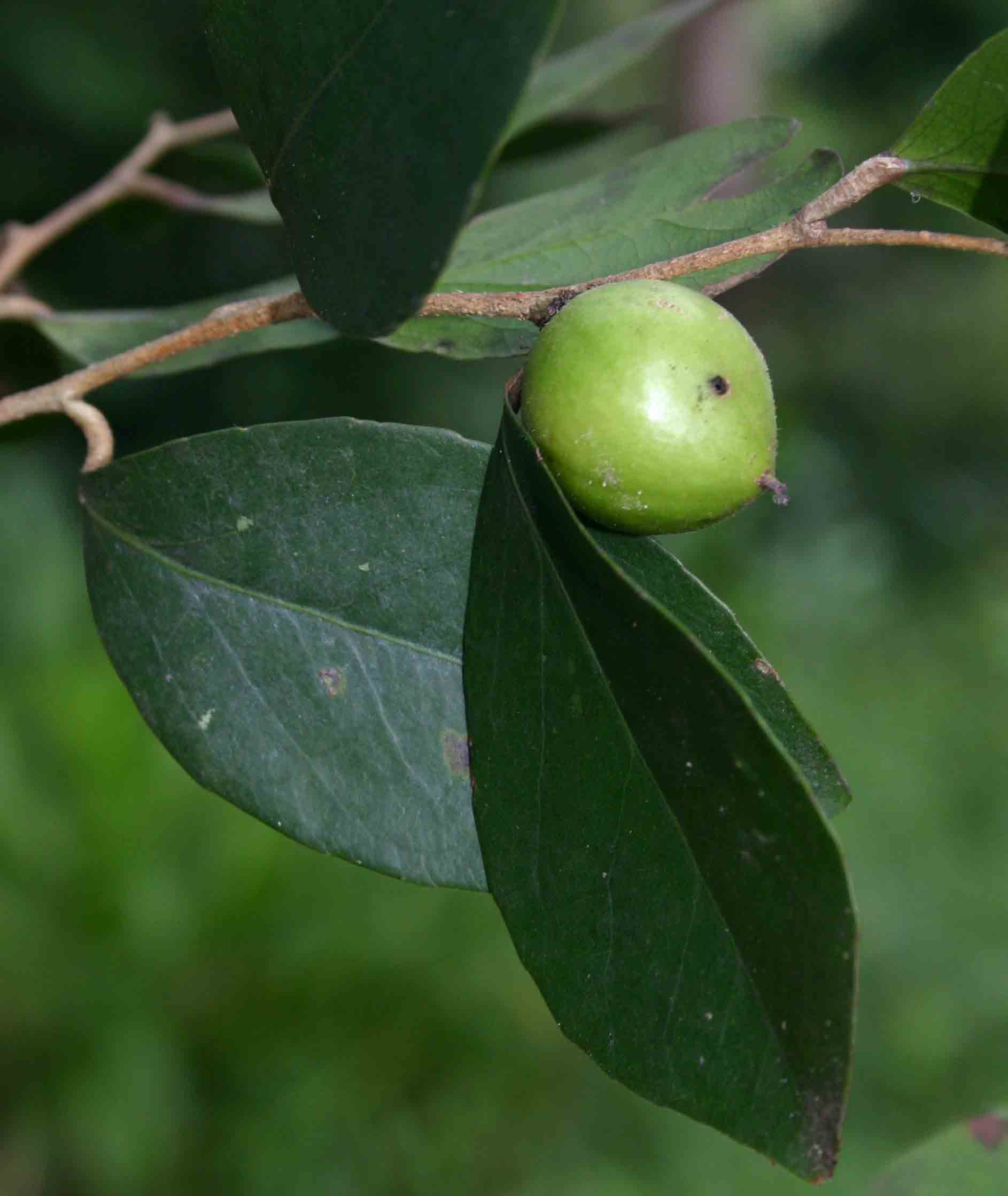Scolopia stolzii