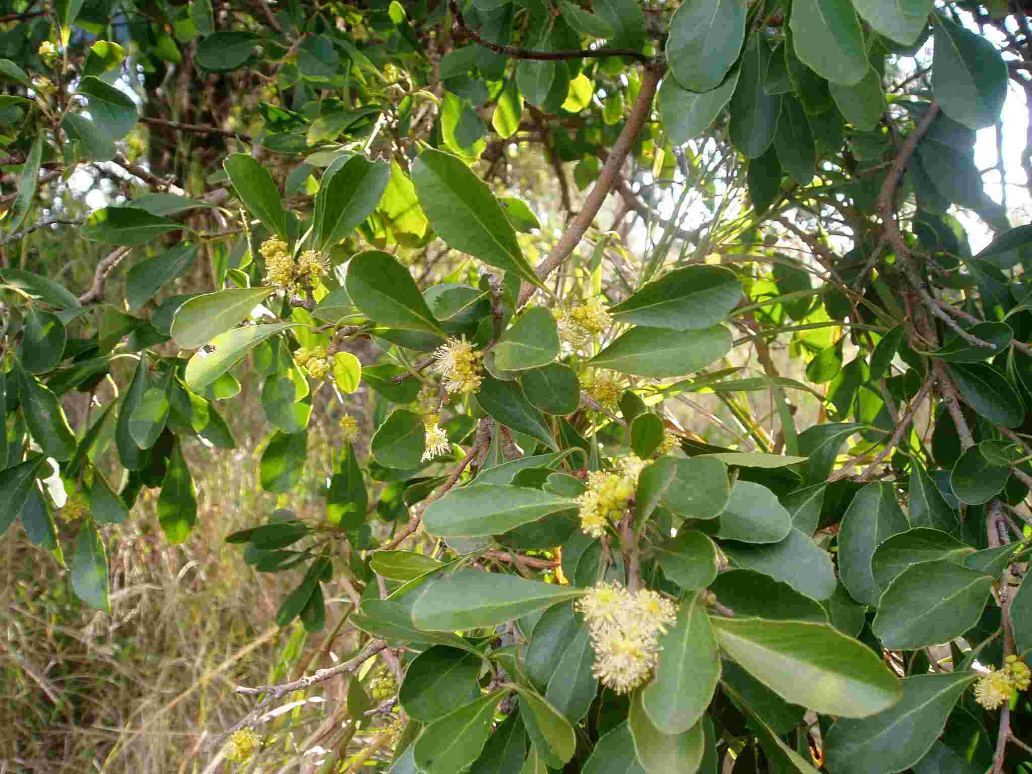 Scolopia zeyheri