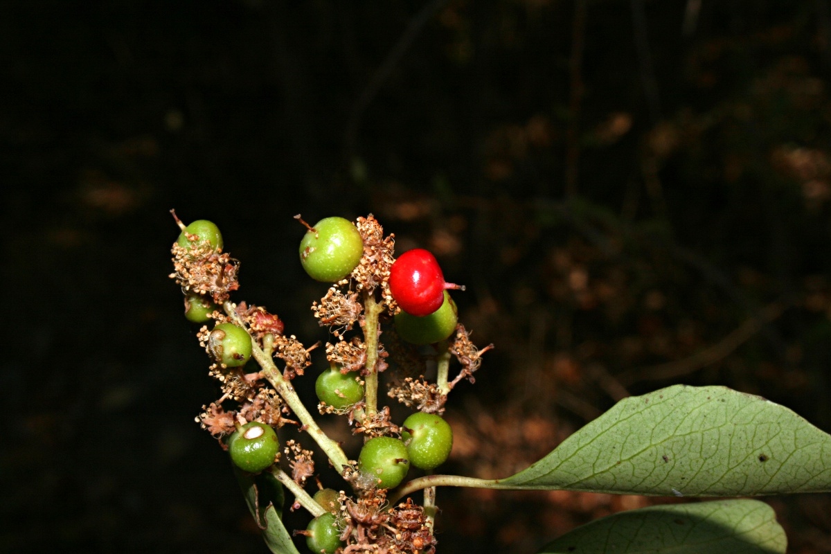 Scolopia zeyheri