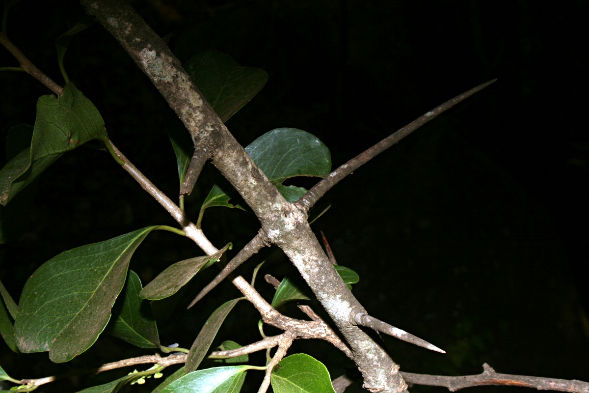 Scolopia zeyheri