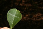 Scolopia zeyheri