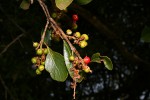 Scolopia zeyheri