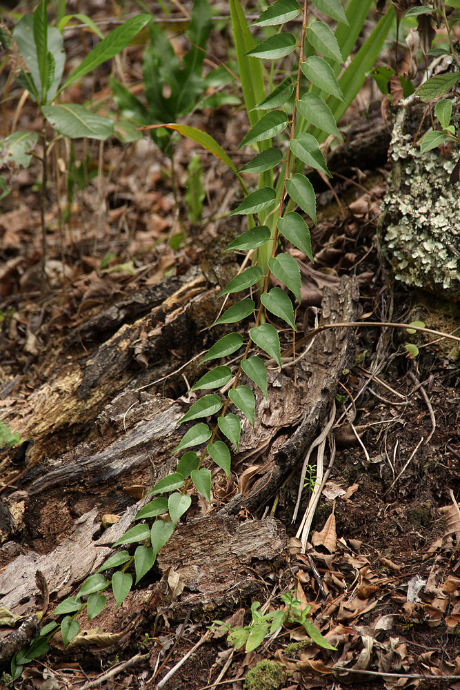 Gerrardina eylesiana