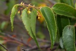 Gerrardina eylesiana
