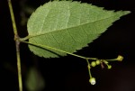 Gerrardina eylesiana