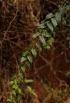 Gerrardina eylesiana