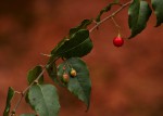 Gerrardina eylesiana