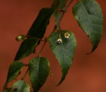 Gerrardina eylesiana