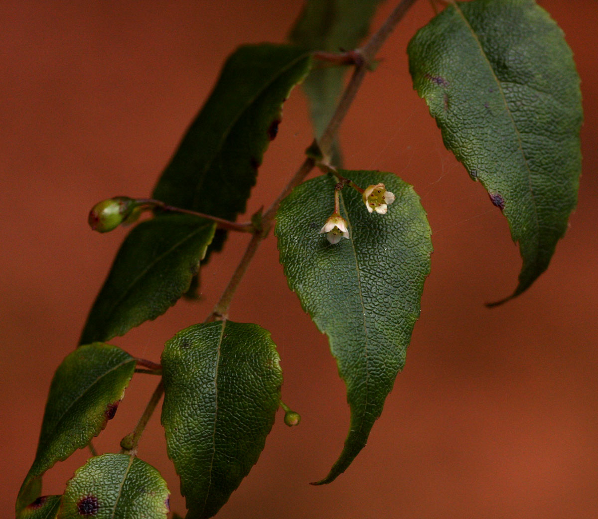Gerrardina eylesiana