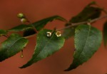 Gerrardina eylesiana