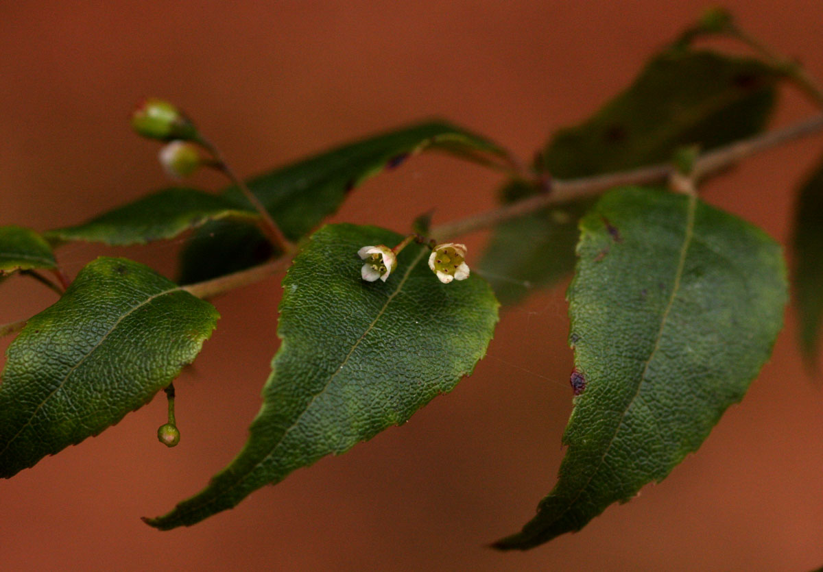 Gerrardina eylesiana