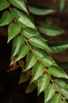 Gerrardina eylesiana