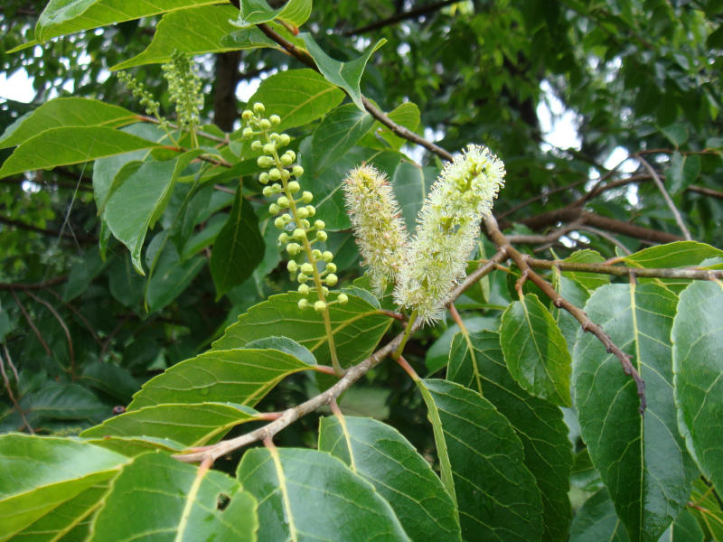 Bivinia jalbertii