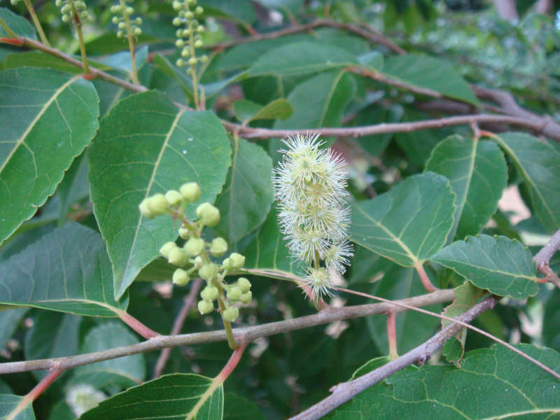 Bivinia jalbertii
