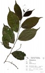 Bivinia jalbertii