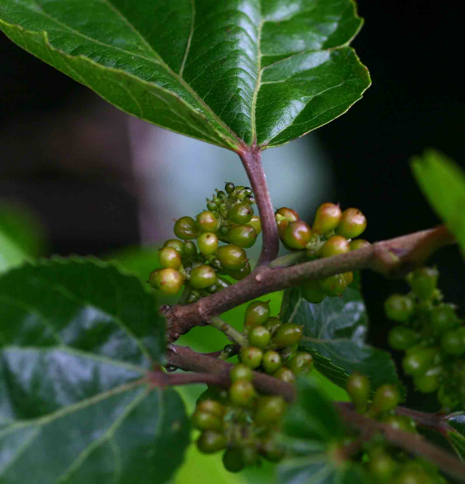 Trimeria grandifolia subsp. grandifolia