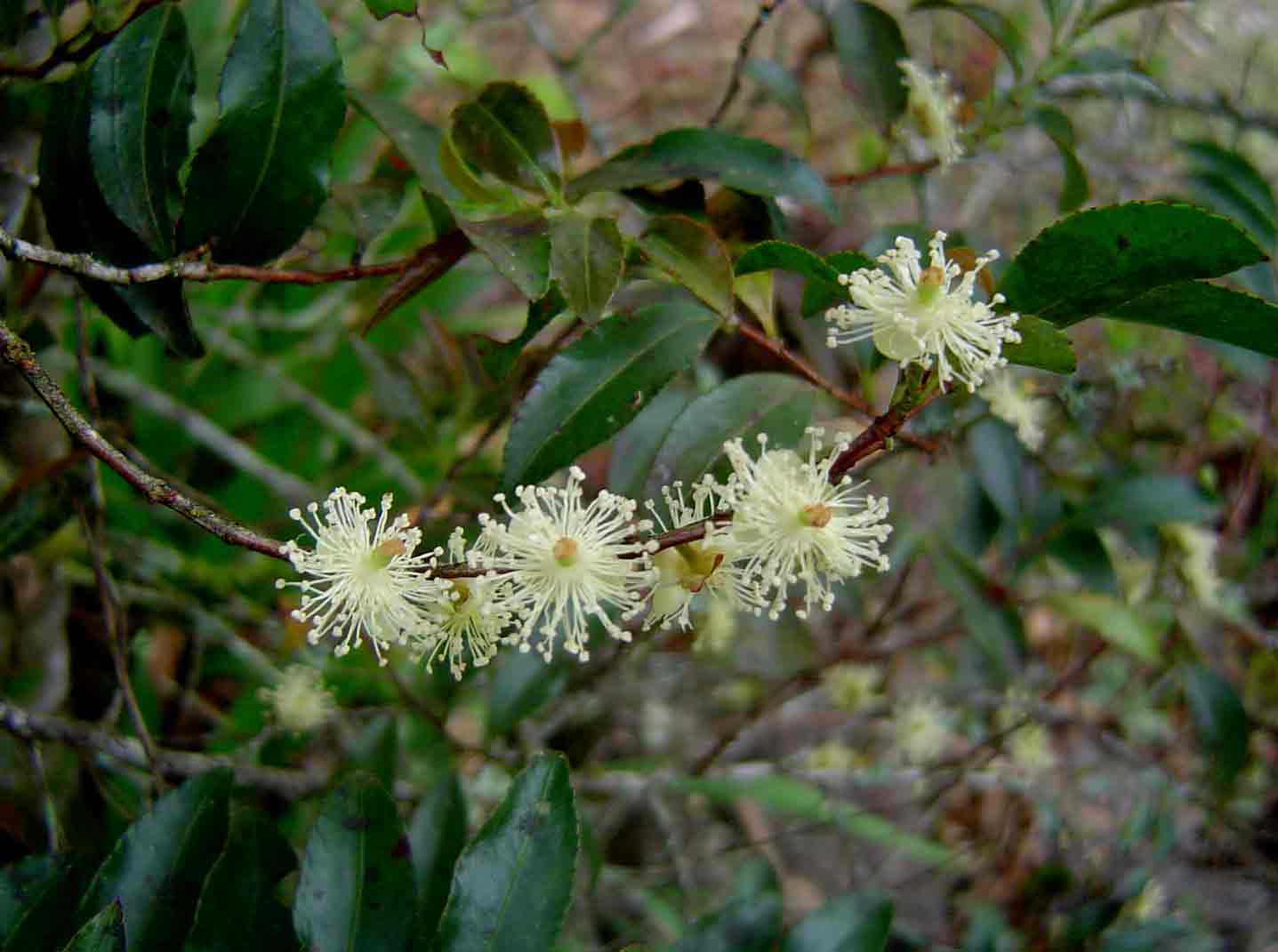 Aphloia theiformis