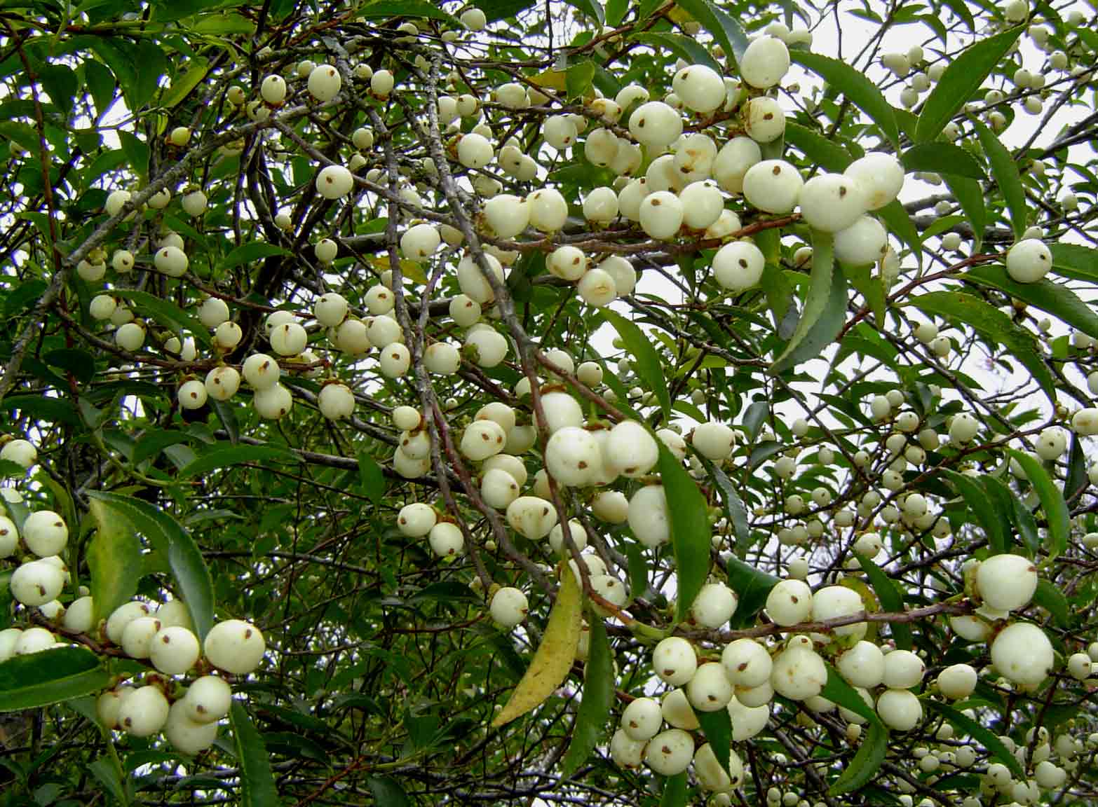 Aphloia theiformis