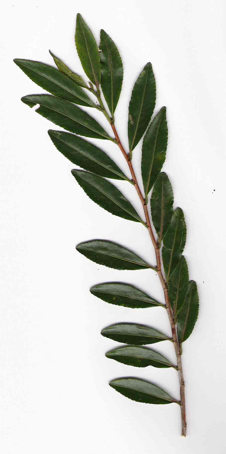 Aphloia theiformis