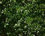 Dovyalis caffra