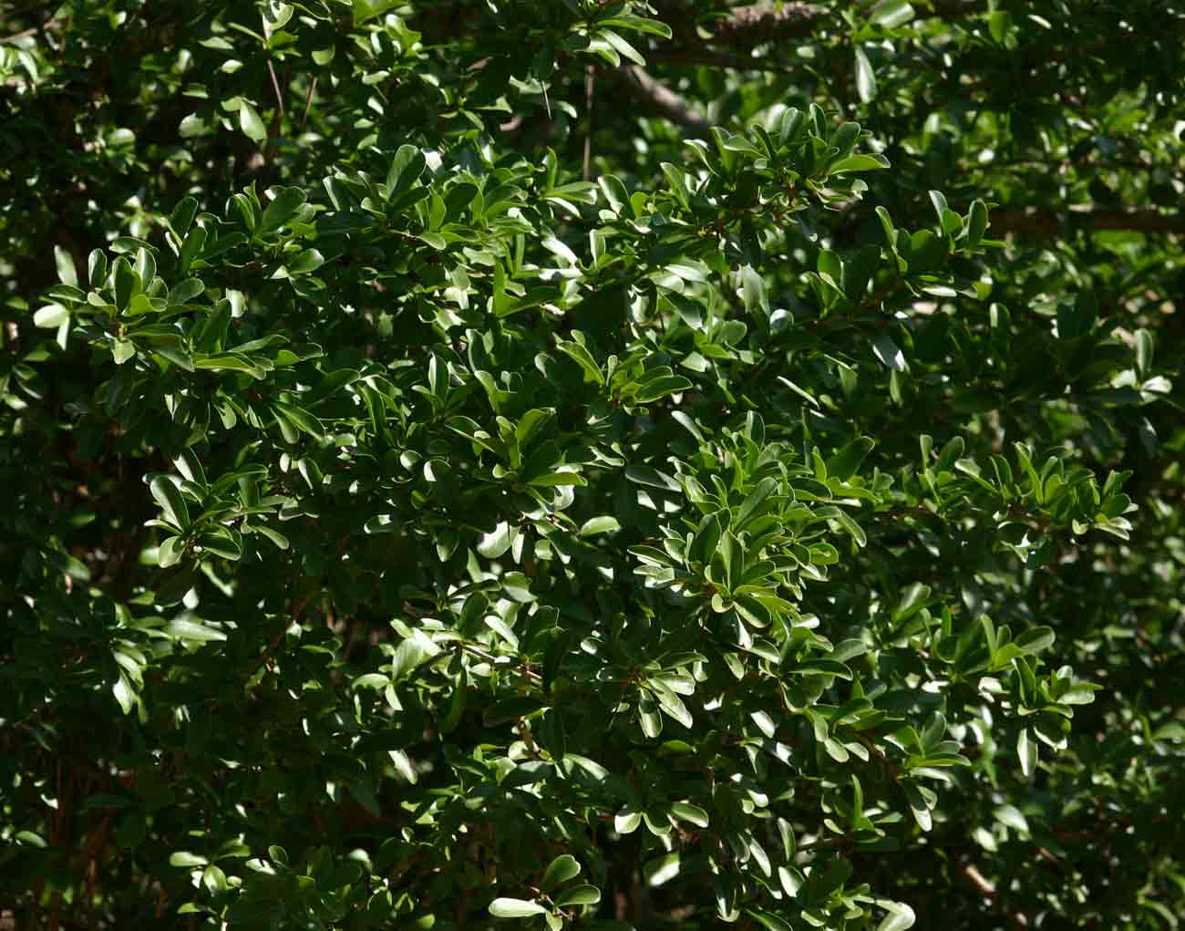 Dovyalis caffra