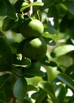 Dovyalis caffra