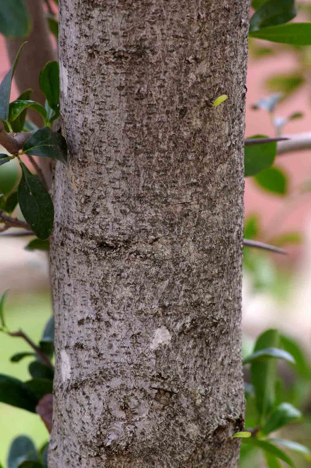 Dovyalis caffra