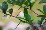 Dovyalis caffra