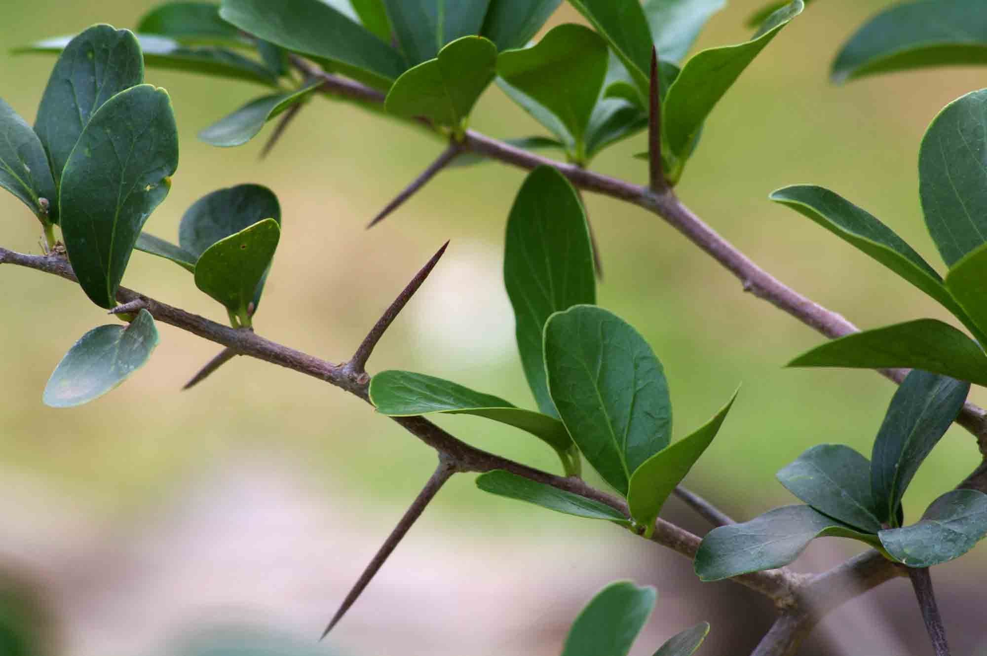 Dovyalis caffra