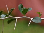 Dovyalis caffra