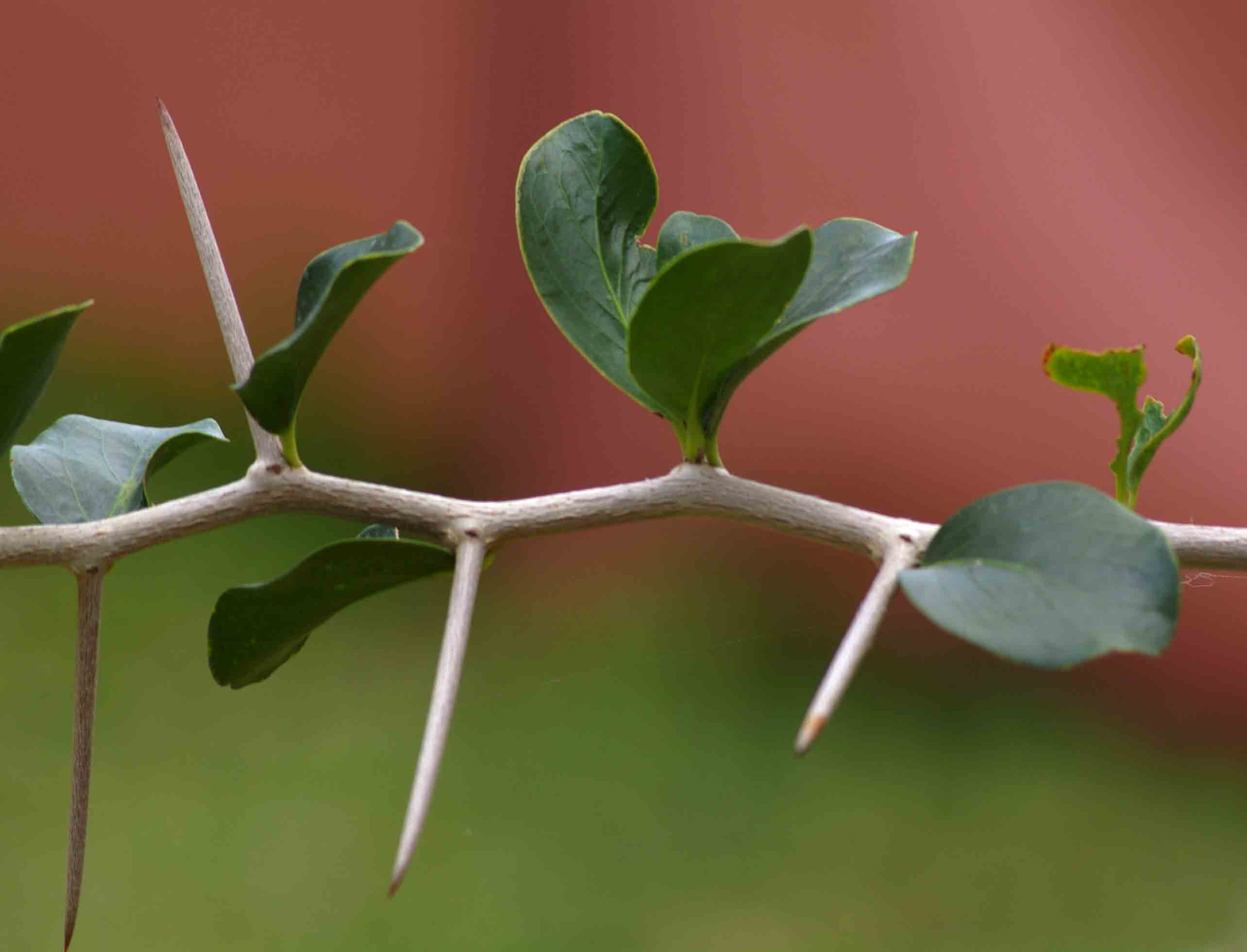 Dovyalis caffra