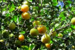 Dovyalis caffra