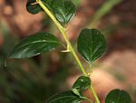 Dovyalis zeyheri