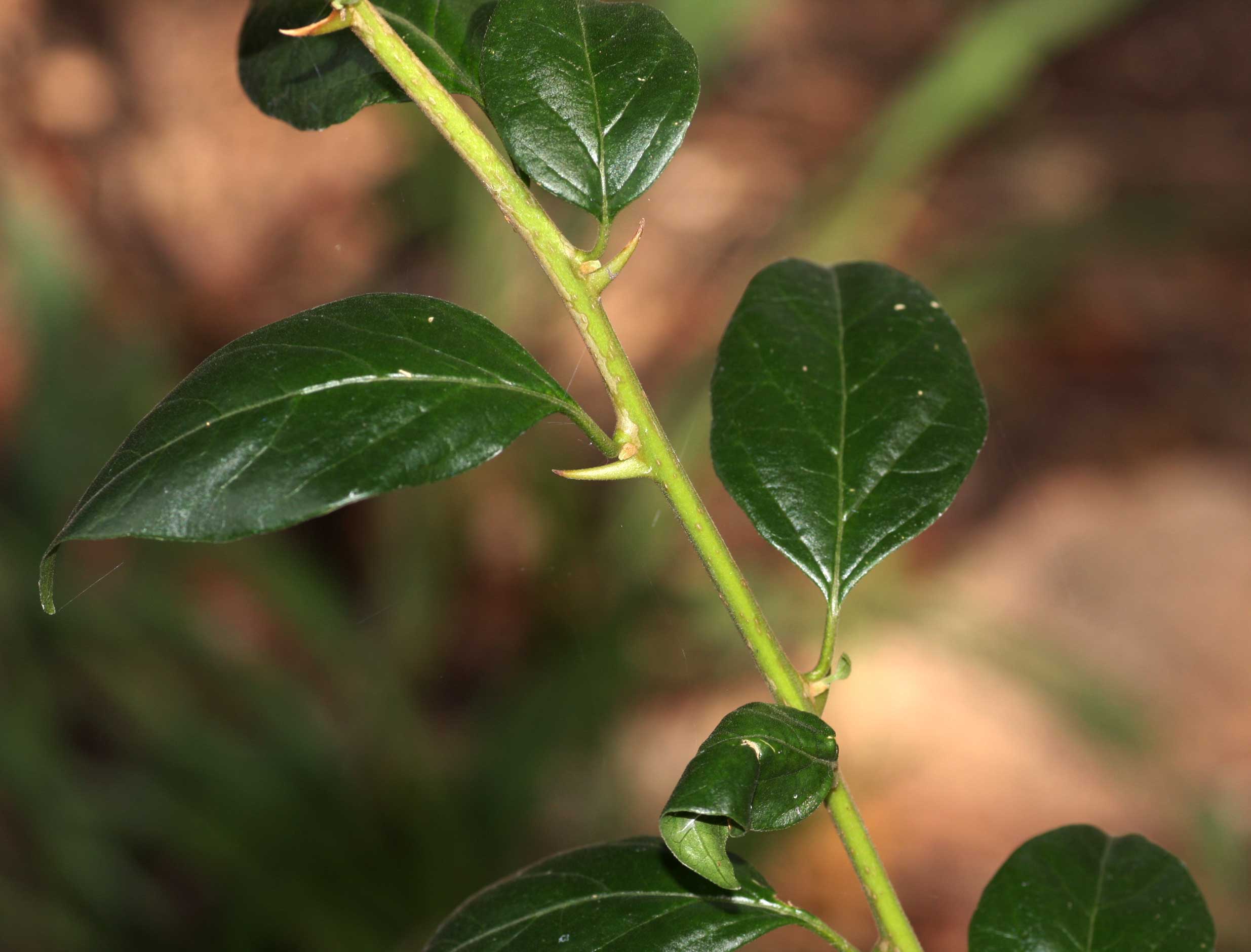 Dovyalis zeyheri